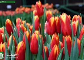 Tulipa Yalena ® (3)